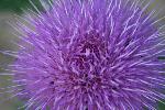 Wavyleaf Thistle