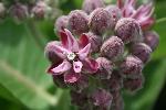 Common Milkweed