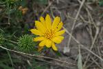 Curlycup Gumweed