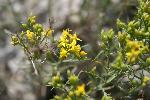 Rubber Rabbitbrush