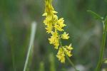 Yellow Sweetclover