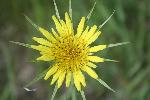 Western Salsify