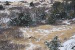 Deer browses in the snow