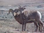 Bighorn Sheep Ram & Ewe