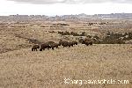Bison in Sage Creek Wilderness Area