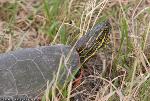 Western Painted Turtle