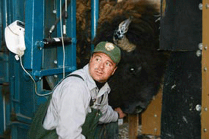 Park biologist inspects a bison at the bison handling facility