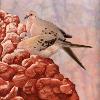 Mourning Doves by Betsy Popp