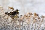 Western Meadowlark by Gabby Salazar
