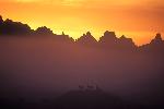 Mule Deer at Sunrise