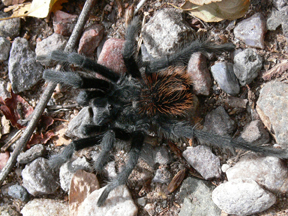 tarantula
