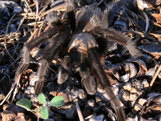 tarantula
