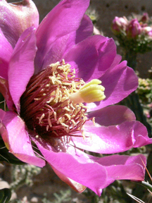 cholla flower
