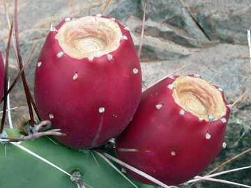 prickly pear tunas