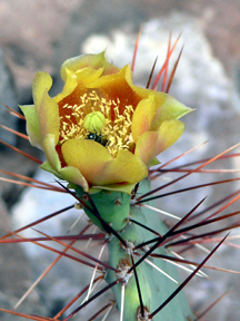 prickly pear flower
