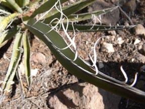 yucca leaf with fibers