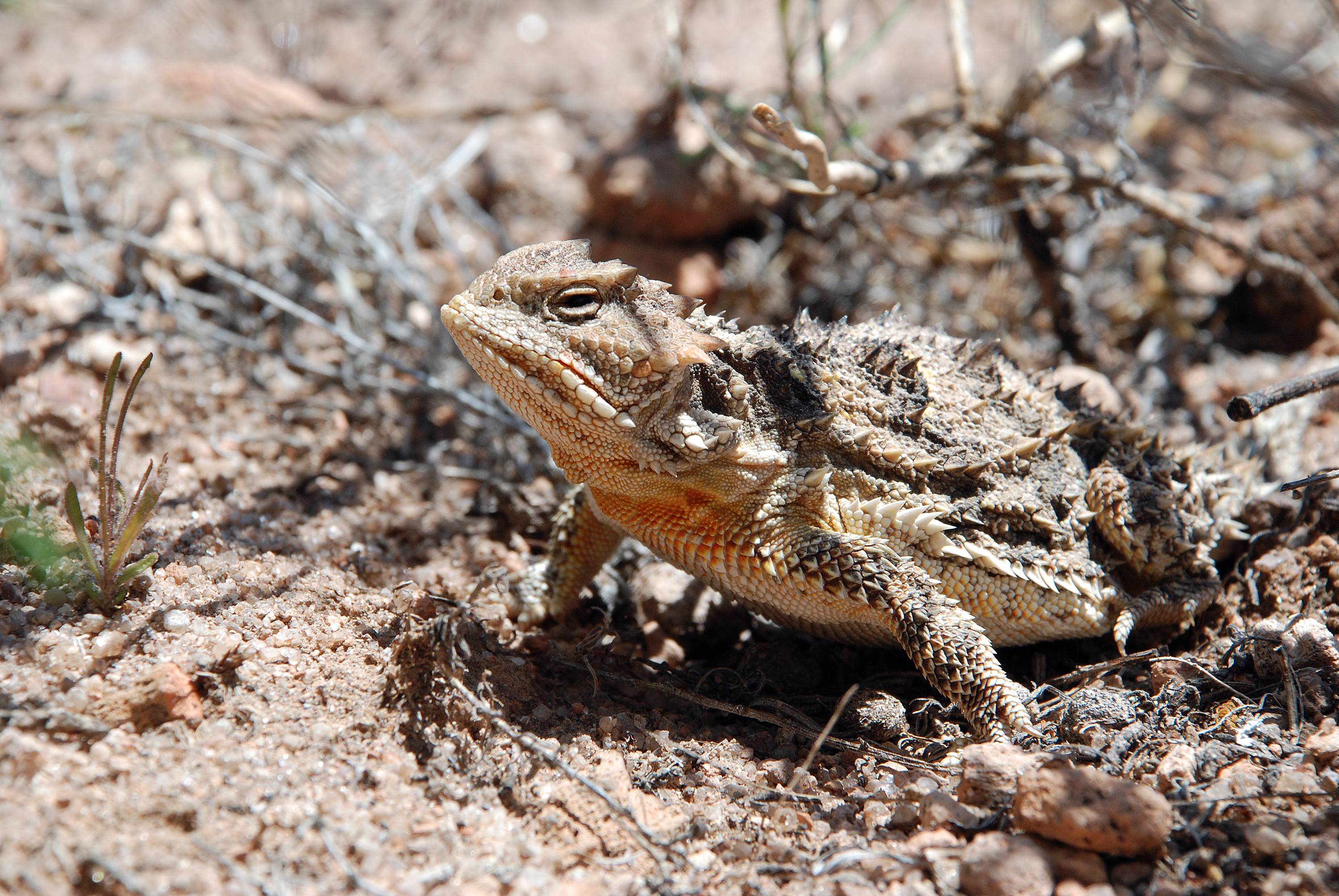 Short Horned Lizard