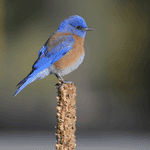 western bluebird
