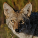 coyote