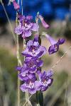 blooming purple Beardtongue