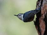 White-breasted Nuthatch