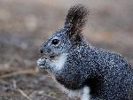 Portrait of Abert's Squirrel