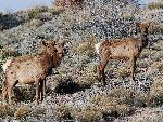 A Trio of Late Winter Elk
