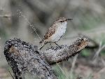 Rock Wren