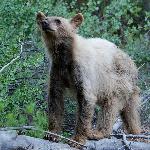 Black Bear