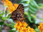 A brown fritilary enjoys a taste of butterflyweed