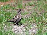 Dusky Grouse