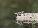 Spotted Sandpiper