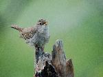 Bewick's Wren