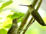 A Hummingbird Grows Up