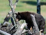 Black Bear