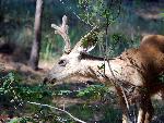 Velvet Buck