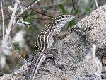 Whiptail Lizard