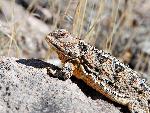 Short-horned Lizard Lounges at Frijolito