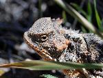 Potrait of A Short-horned Lizard