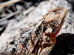 Horned Lizard Looks Upward