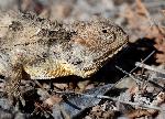 Watchful Horned Lizard