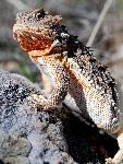 Short-horned Lizard Alert