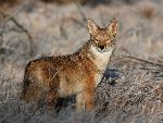 Sunrise Coyote