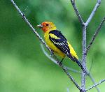 Western Tanager