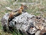 Golden-mantled Groundsquirrel
