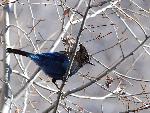 Steller's Jay