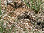 A Rattler's Face