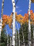 Artzy Aspen