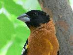 Black-headed Grosbeak