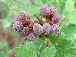 fuzzy red berries of 3 leaf sumac